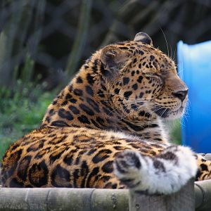 Amur Leopard