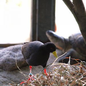 Kiboka Outpost - Black Crake