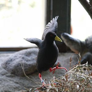 Kiboka Outpost - Black Crake