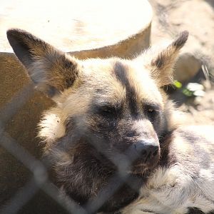 Kiboka Outpost - African Wild Dog
