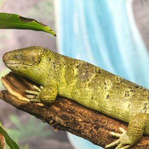 Adventure Center - Solomon Islands Skink