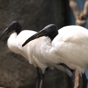 Main Building - African Sacred Ibises