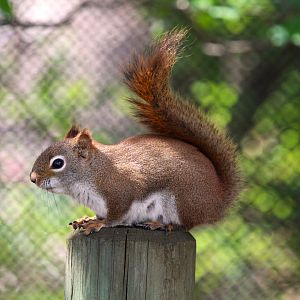 American Red Squirrel