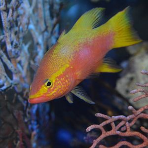 Golden basslet (Liopropoma aberrans)