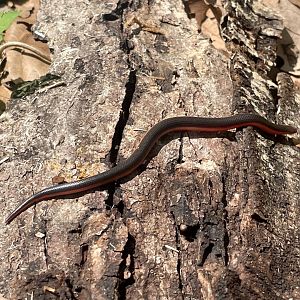 Western Worm Snake