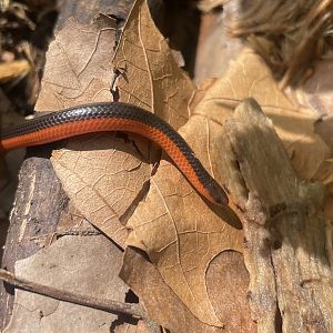 Western Worm Snake