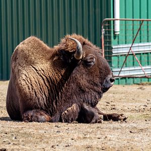 American Bison