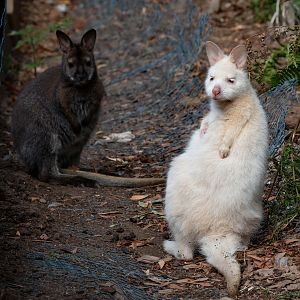 Bennett's Wallabies