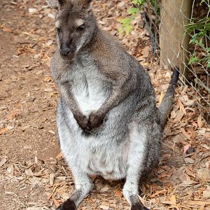 Bennet's Wallaby