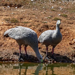 Cape Barren Geese