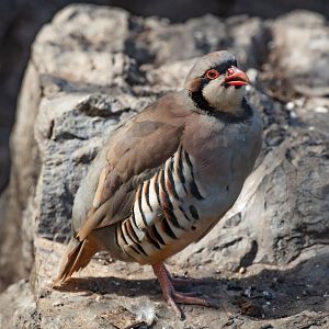Chukar Partridge