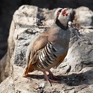 Chukar Partridge