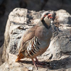 Chukar Partridge