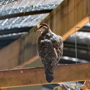 Common Bronzewing