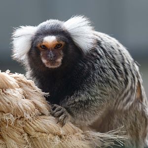 Common Marmoset