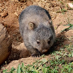 Common Wombat