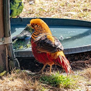 Golden Pheasant