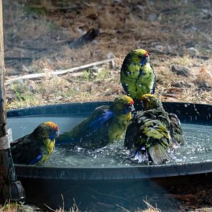 Green Rosella