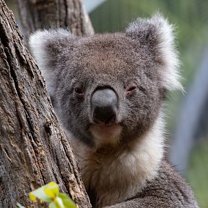 Koala
