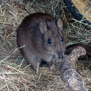 Long-nosed Potoroo