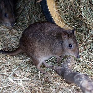 Long-nosed Potoroo