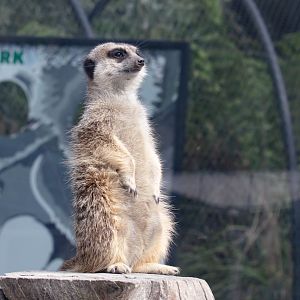 Meerkat