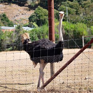 Ostrich
