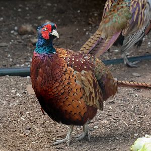 Ringneck Pheasant