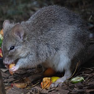 Tasmanian Bettong