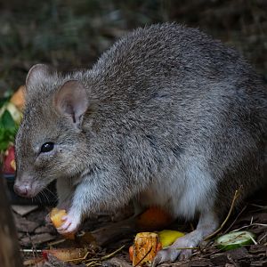 Tasmanian Bettong