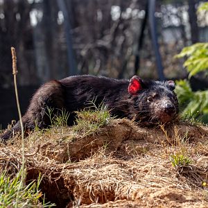 Tasmanian Devil