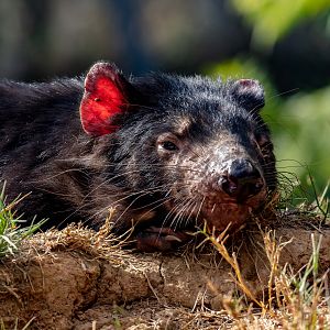 Tasmanian Devil