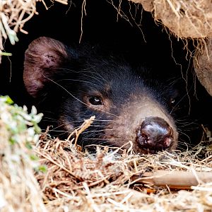 Tasmanian Devil