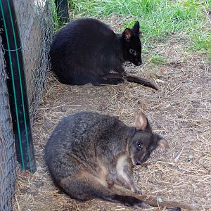 Tasmanian Pademelon