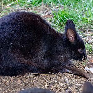 Tasmanian Pademelon