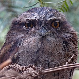Tawny Frogmouth