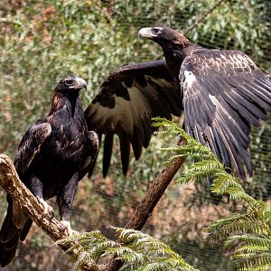 Wedgetail Eagles