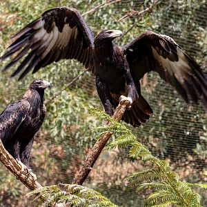 Wedgetail Eagles