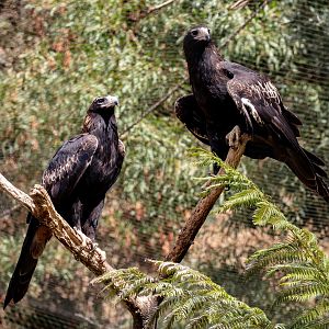 Wedgetail Eagles