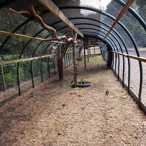 Aviaries