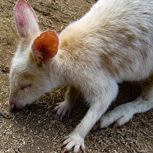 Bennett's Wallaby