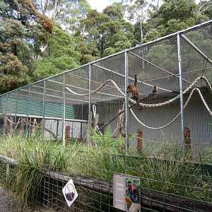 Brown Capuchin cage