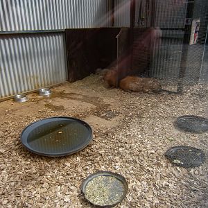 Capybara enclosure