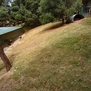 Emu and Wallaby exhibit
