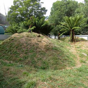 Tasmanian Devil enclosure