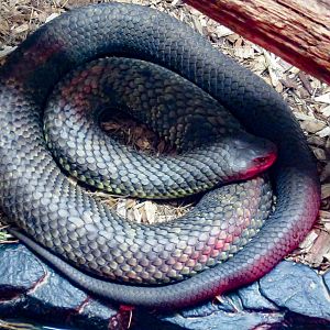 Tasmanian Tiger Snake