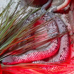 Tasmanian Tiger Snake