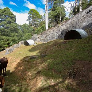 Water Buffalo exhibit