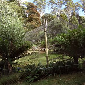WEdgetail Eagle Aviary