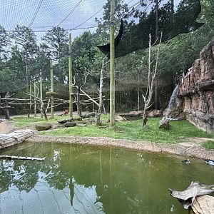Bongo and Colobus Exhibit
